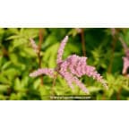ASTILBE x arendsii 'Bressingham Beauty' ASTILBE x arendsii 'Bressingham Beauty'