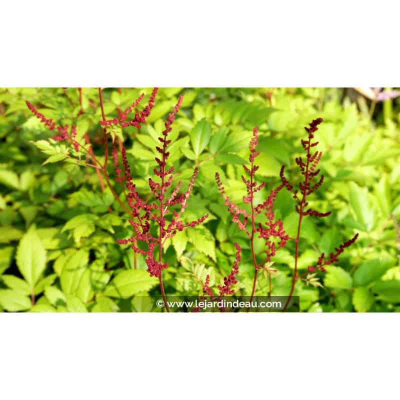 ASTILBE x arendsii 'Glüt' ASTILBE x arendsii 'Glüt'