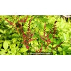 ASTILBE x arendsii 'Glüt' ASTILBE x arendsii 'Glüt'