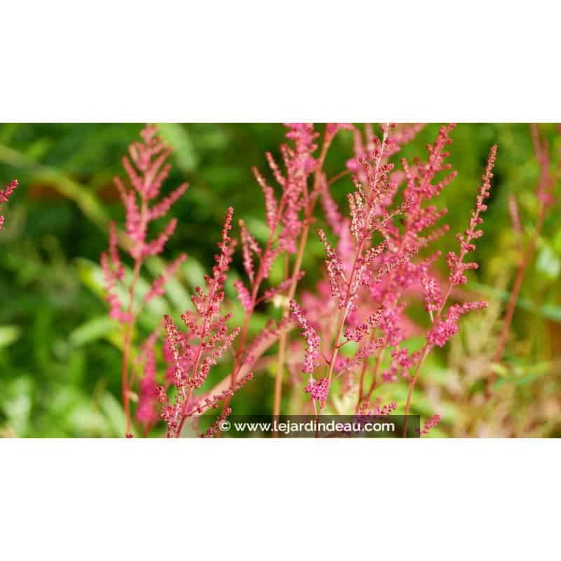 ASTILBE x arendsii 'William Reeves' ASTILBE x arendsii 'William Reeves'