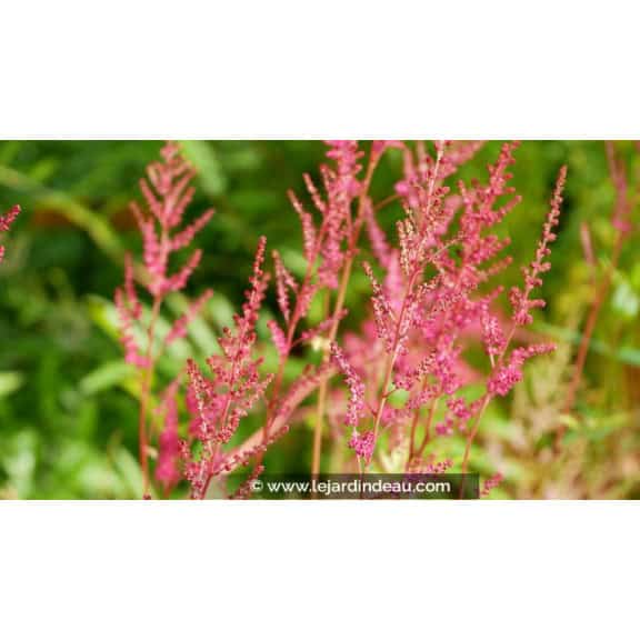 ASTILBE x arendsii 'William Reeves'