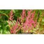 ASTILBE x arendsii 'William Reeves' ASTILBE x arendsii 'William Reeves'