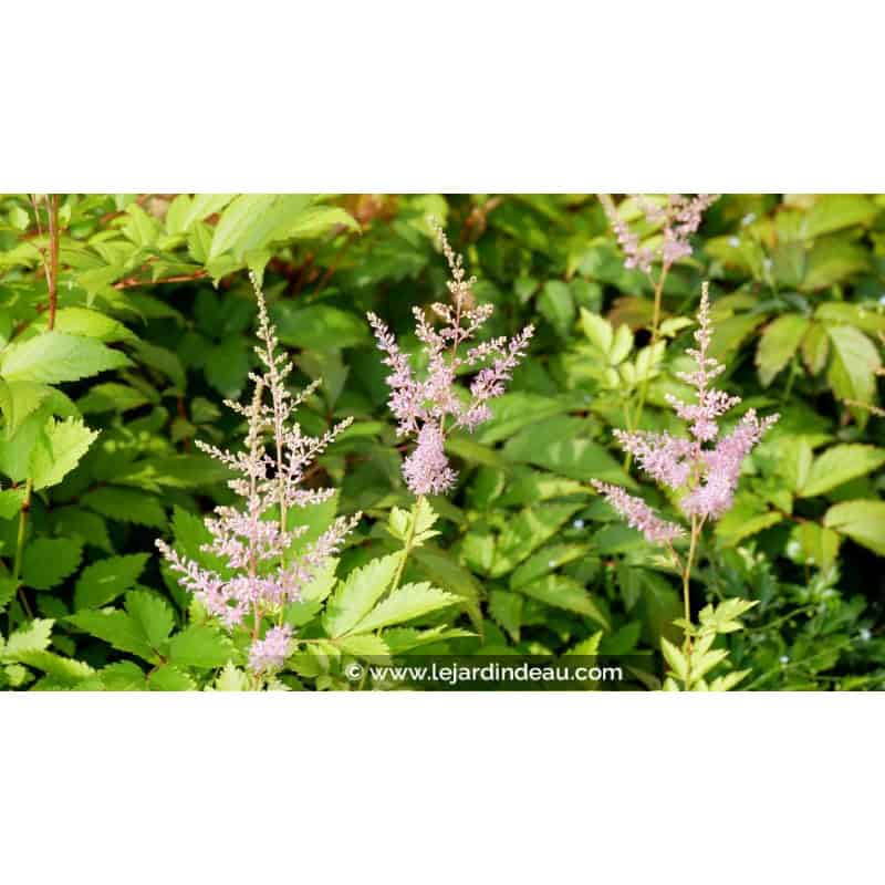 ASTILBE x arendsii 'Hyacinth' ASTILBE x arendsii 'Hyacinth'