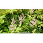 ASTILBE x arendsii 'Hyacinth' ASTILBE x arendsii 'Hyacinth'
