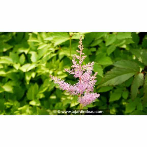 ASTILBE x arendsii 'Hyacinth'