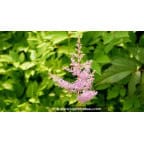 ASTILBE x arendsii 'Hyacinth' ASTILBE x arendsii 'Hyacinth'