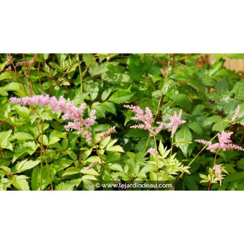 ASTILBE x arendsii 'Vénus' ASTILBE x arendsii 'Vénus'