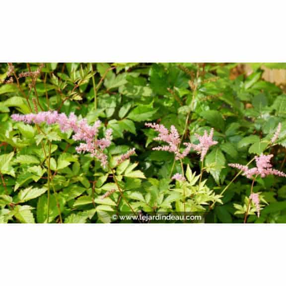 ASTILBE x arendsii 'V&eacute;nus'