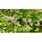 ASTILBE x arendsii 'Vénus' ASTILBE x arendsii 'Vénus'