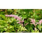 ASTILBE x arendsii 'Vénus' ASTILBE x arendsii 'Vénus'