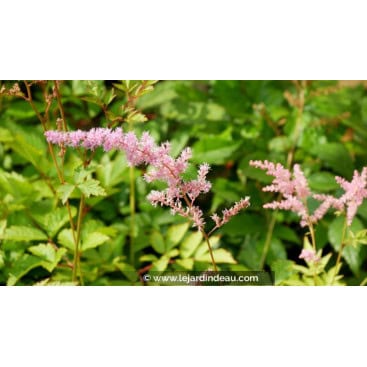 ASTILBE x arendsii \'Vénus\' - Astilbe d\'Arends \'Vénus\'