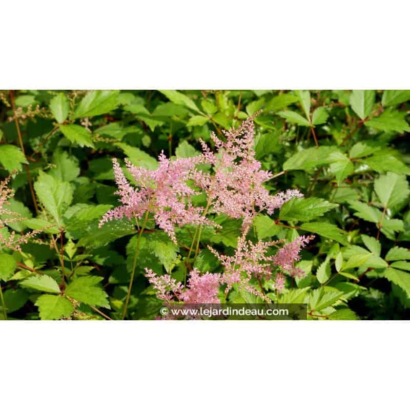 ASTILBE simplicifolia 'Praecox' ASTILBE simplicifolia 'Praecox'