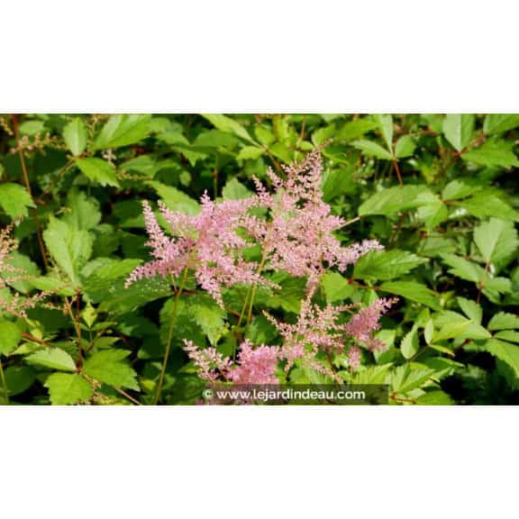 ASTILBE simplicifolia 'Praecox'