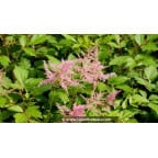 ASTILBE simplicifolia 'Praecox' ASTILBE simplicifolia 'Praecox'