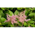 ASTILBE simplicifolia 'Praecox' ASTILBE simplicifolia 'Praecox'
