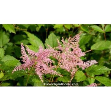 ASTILBE simplicifolia \'Praecox\' - Astilbe glabre \'Praecox\'