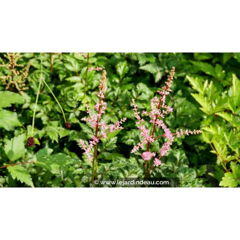 ASTILBE crispa 'Perkeo' ASTILBE crispa 'Perkeo'
