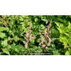 ASTILBE crispa 'Perkeo' ASTILBE crispa 'Perkeo'