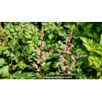 ASTILBE crispa 'Perkeo' ASTILBE crispa 'Perkeo'