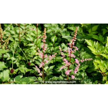 ASTILBE crispa \'Perkeo\' - Astilbe à feuilles crispées \'Perkeo\'