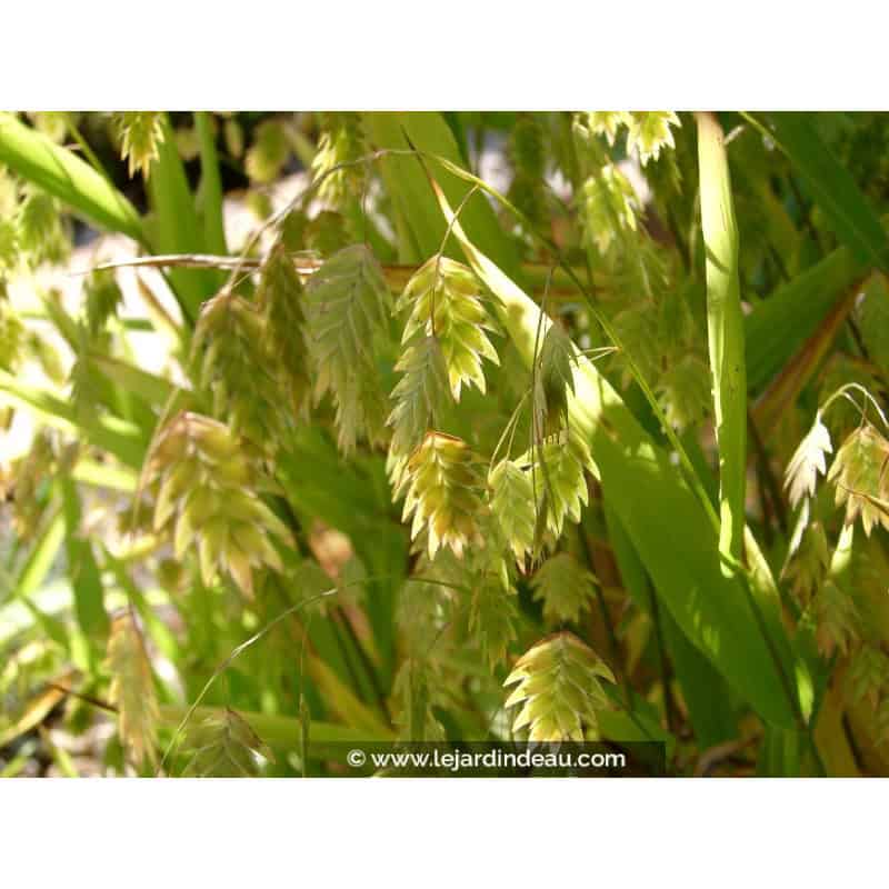 CHASMANTHIUM latifolium CHASMANTHIUM latifolium