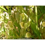 CHASMANTHIUM latifolium CHASMANTHIUM latifolium