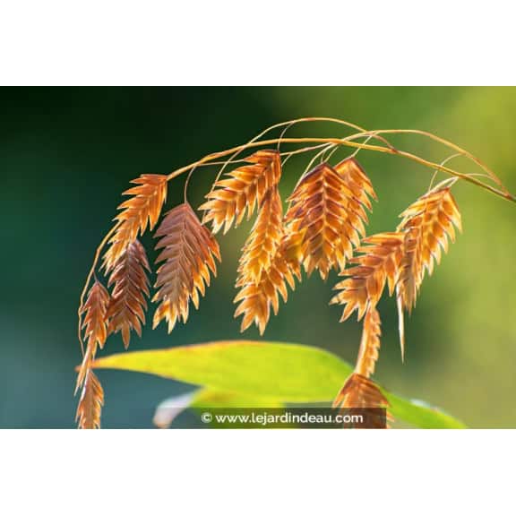 CHASMANTHIUM latifolium