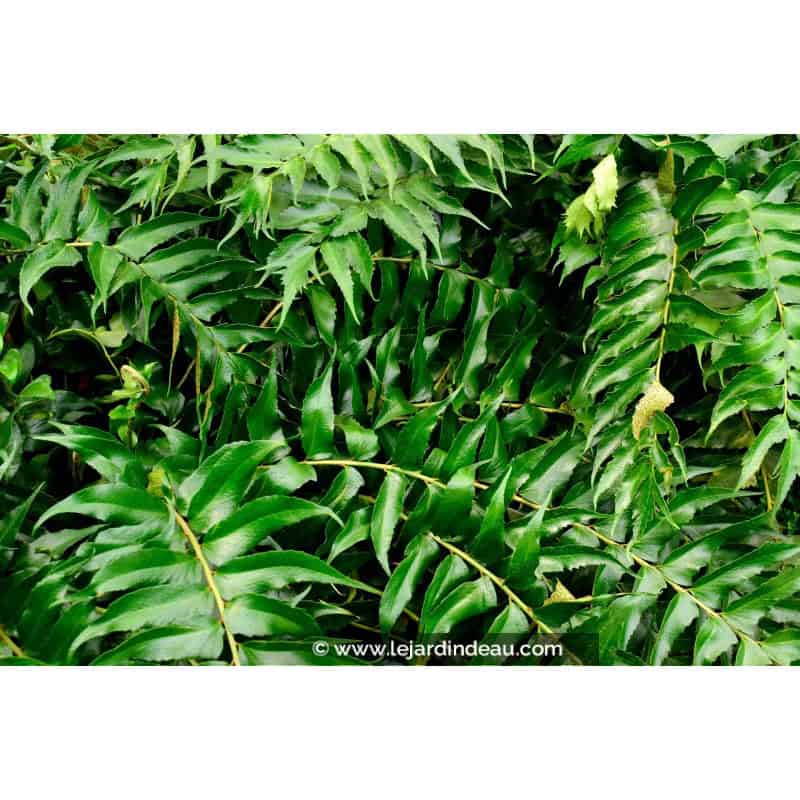CYRTOMIUM falcatum CYRTOMIUM falcatum