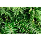 CYRTOMIUM falcatum CYRTOMIUM falcatum