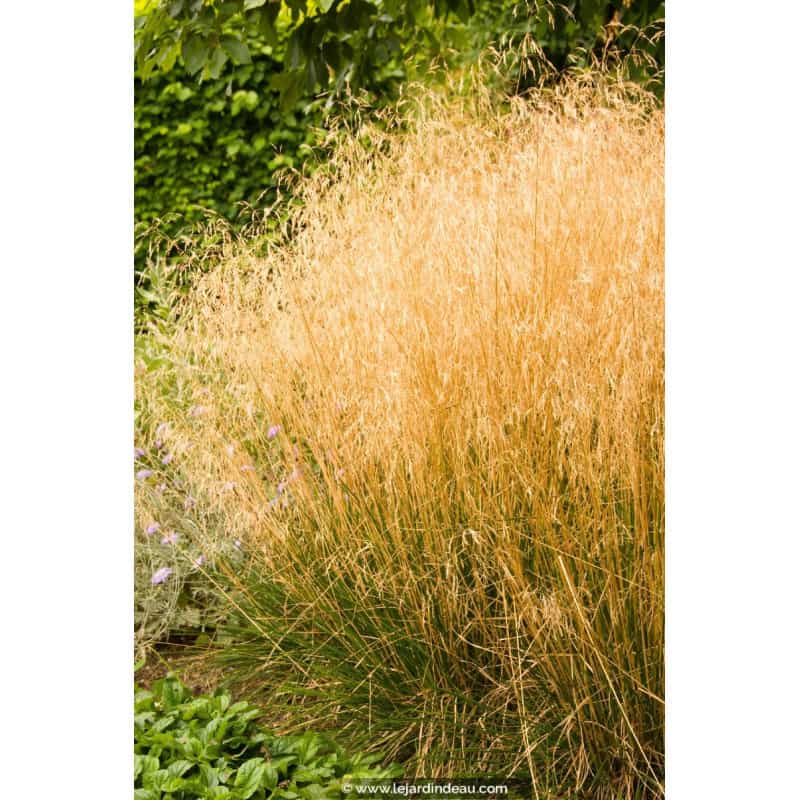 DESCHAMPSIA cespitosa DESCHAMPSIA cespitosa