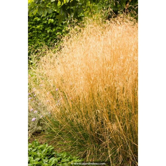 DESCHAMPSIA cespitosa