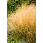 DESCHAMPSIA cespitosa DESCHAMPSIA cespitosa