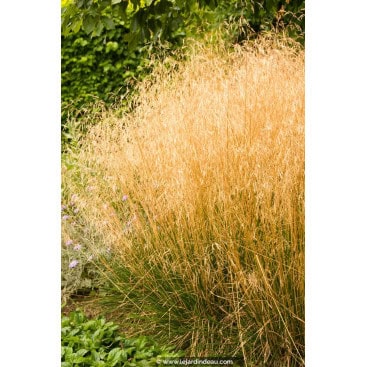 DESCHAMPSIA cespitosa - Canche cespiteuse / Tussock grass