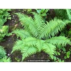 DRYOPTERIS affinis DRYOPTERIS affinis
