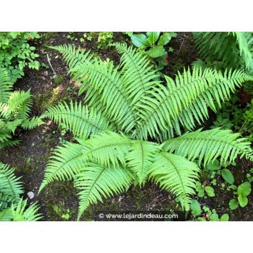 DRYOPTERIS affinis - Dryopt&eacute;ris &eacute;cailleux