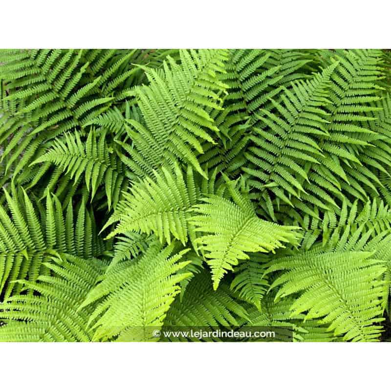 DRYOPTERIS filix-mas DRYOPTERIS filix-mas