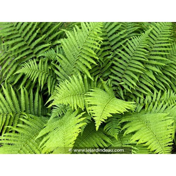 DRYOPTERIS filix-mas