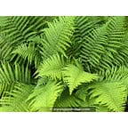 DRYOPTERIS filix-mas DRYOPTERIS filix-mas