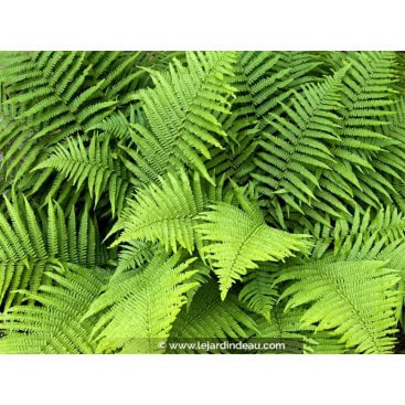 DRYOPTERIS filix-mas - Fougère mâle