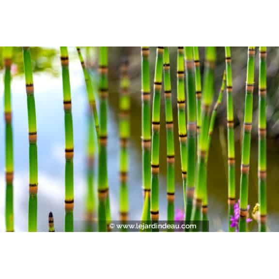 EQUISETUM hyemale var. robustum