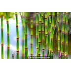 EQUISETUM hyemale var. robustum EQUISETUM hyemale var. robustum