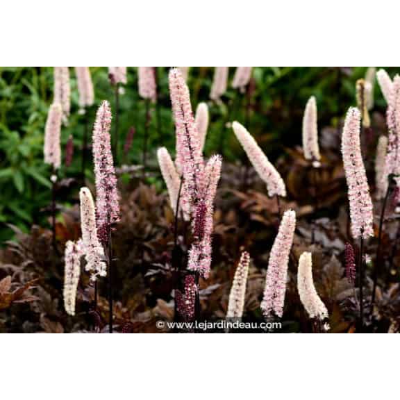 CIMICIFUGA simplex 'Brunette'