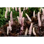 CIMICIFUGA simplex 'Brunette' CIMICIFUGA simplex 'Brunette'