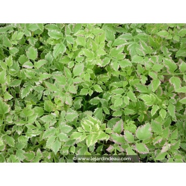 OENANTHE javanica \'Flamingo\' - Céleri d\'Eau / Water Parsley