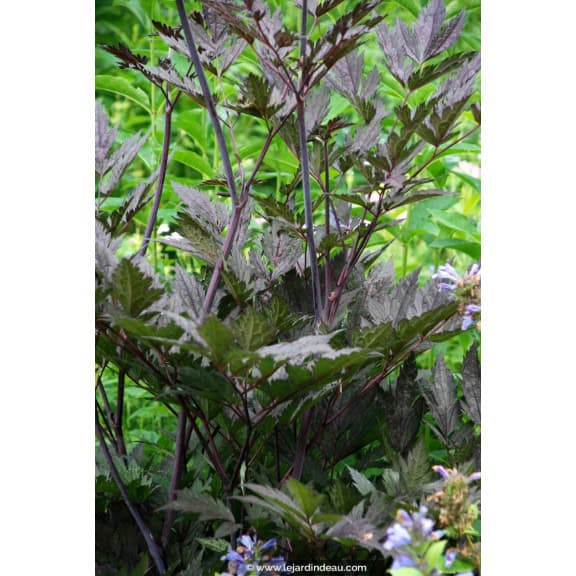 CIMICIFUGA simplex 'Brunette'
