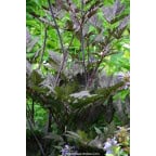 CIMICIFUGA simplex 'Brunette' CIMICIFUGA simplex 'Brunette'