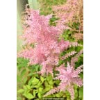 ASTILBE chinensis var. pumila ASTILBE chinensis var. pumila