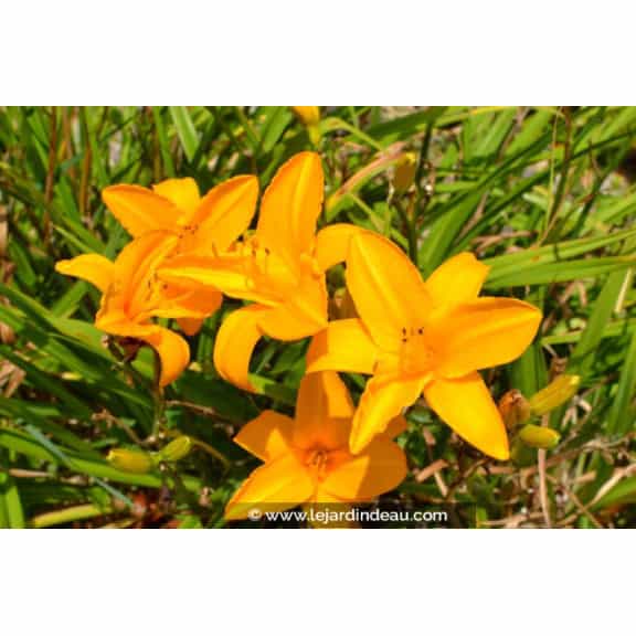 HEMEROCALLIS 'Burning Daylight'