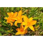HEMEROCALLIS 'Burning Daylight' HEMEROCALLIS 'Burning Daylight'