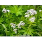 GALIUM odoratum GALIUM odoratum